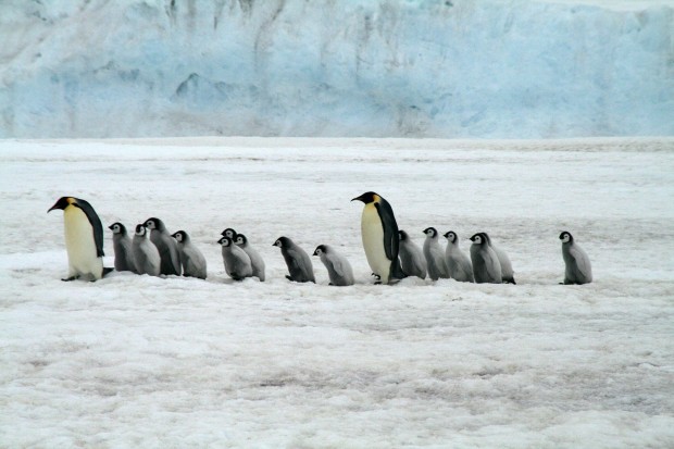 Emperor Penguins Antarctica Wildlife