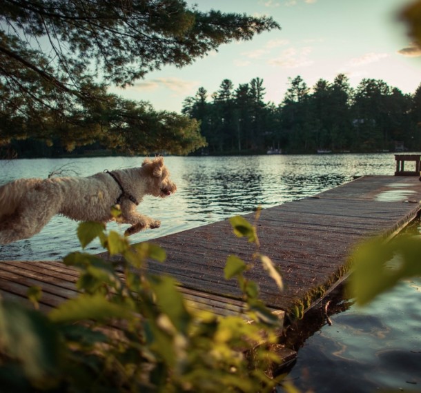 Dog running on dock