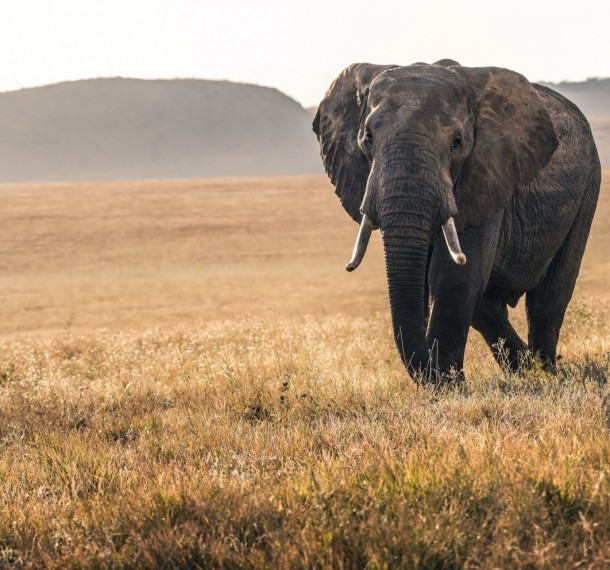 Elephant on grass during daytime