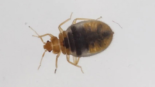  South Korea is Battling a Bedbug Outbreak as Cases Climb
