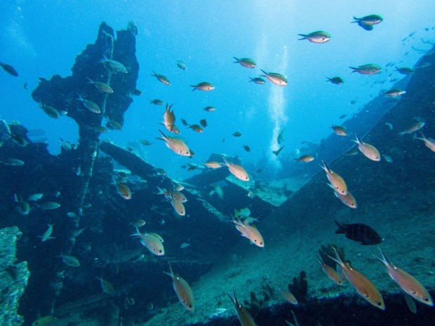 Antilla Shipwreck in Aruba 