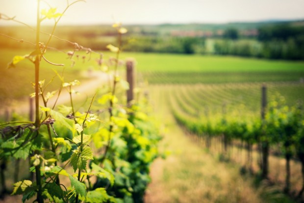 What Seasons Are Ideal for Visiting French Vineyards?