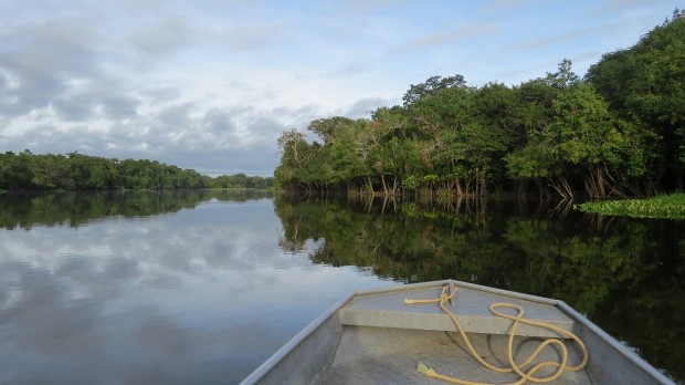 What Can You See in the Amazon River? A Journey Through the World's Largest River