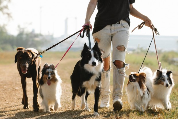 These Are the Pet-Friendly Destinations in Asia If You Want to Travel With Your Furry Friend