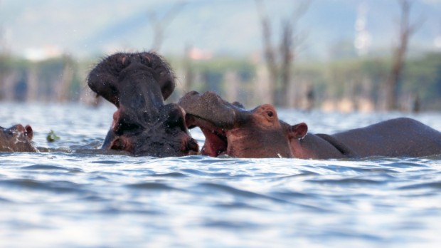 Hippos in Lake Naivasha, Kenya 