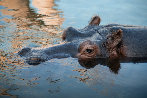 Mare aux Hippopotames, Bobo Dioulasso, Burkina Faso 