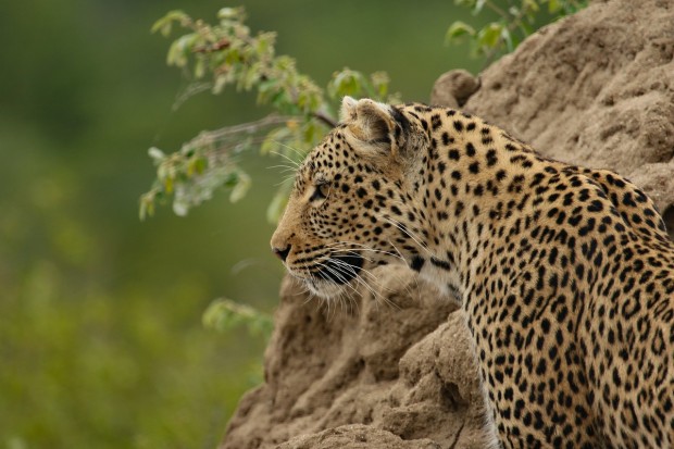 African Travel, Inc. Elevates Sustainable Tourism with 95 New Eco-Conscious Experiences in Africa