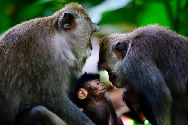 Sacred Monkey Forest Sanctuary, Ubud, Bali, Indonesia 