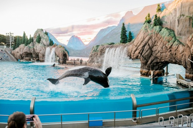 SeaWorld Marks 60th Year with Spectacular New Experiences for Guests
