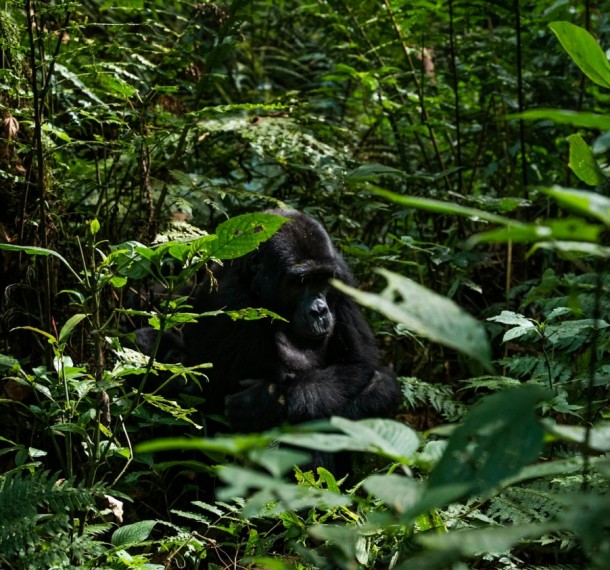 A mother gorilla and her juvenile child rest in the shade of the forest.