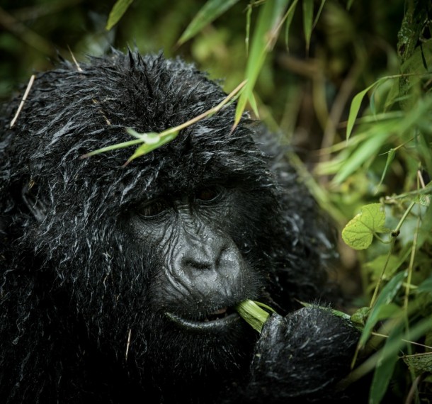 Gorilla eating in the wild