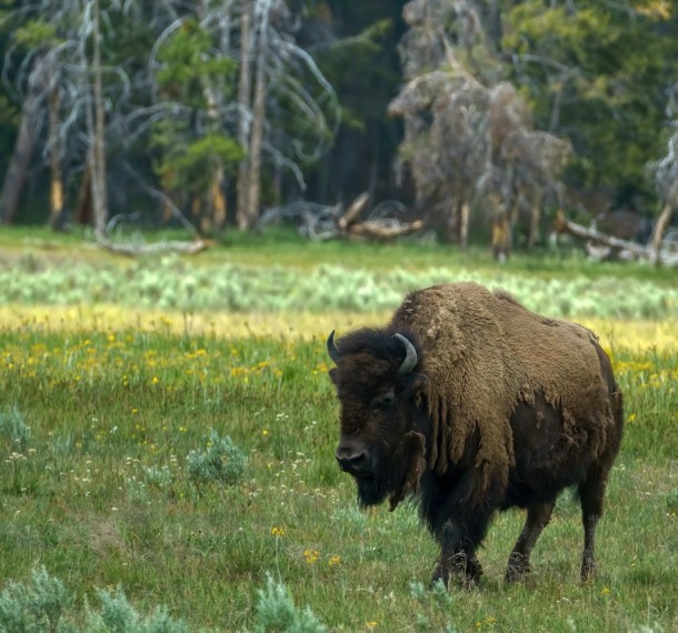 Yellowstone National Park Scene of Man-Bison Altercation, Injuries Ensue
