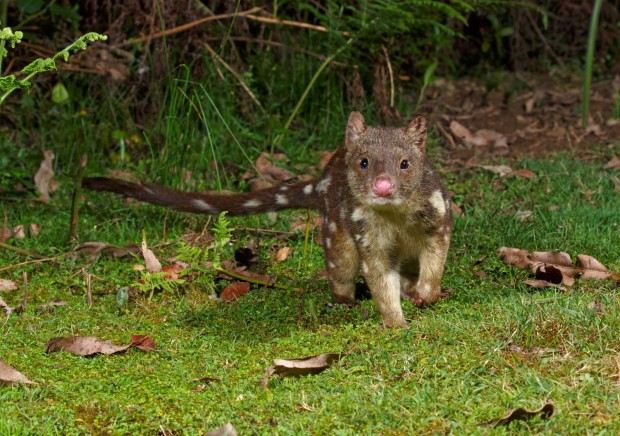 Get Close to Tasmanian Devils on Your Next Trip to Freycinet National Park