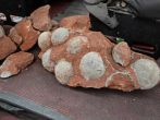 Chinese Construction road workers unearth nest of 43 fossilized dinosaur eggs