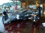 Whale Hunting In Japan Continues Amidst Criticism