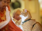 Cat Brings Therapy And Delight To The Elderly