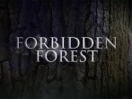 Warner Bros. Studio Tour London | Forbidden Forest