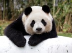 Giant chinese panda