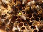 What To Expect At The California Honey Festival 2017
