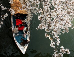Cherry Blossoms In Full Bloom In Japan