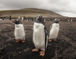  Magellanic penguins