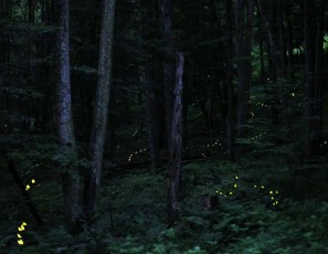 Fireflies 