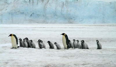 Emperor Penguins Antarctica Wildlife