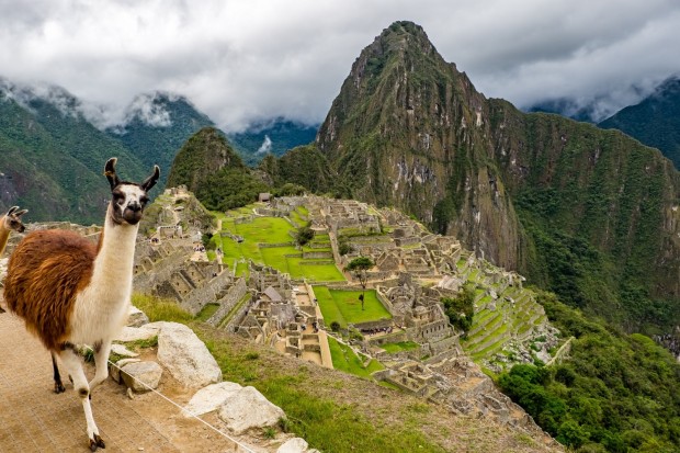 Peru Machu Picchu Lama World Heritage Landscape