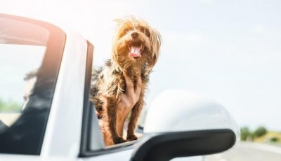 How To Secure Your Dog In The Car 
