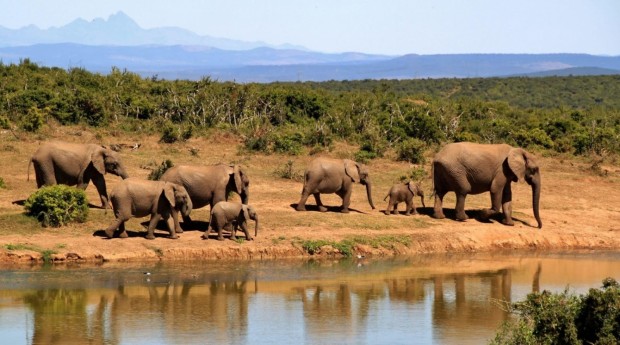 6 Tips for Planning the Perfect African Safari Trip
