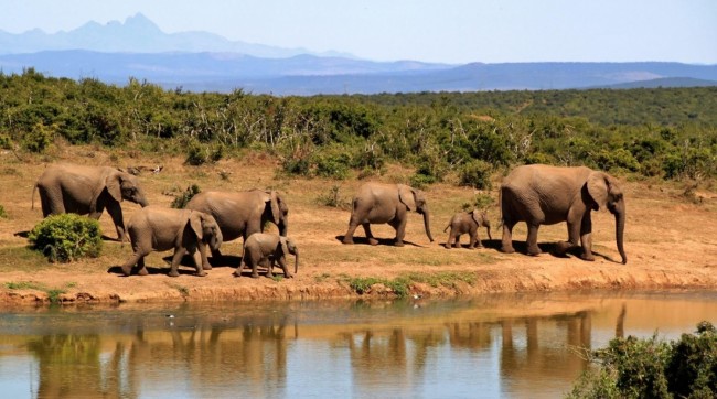 6 Tips for Planning the Perfect African Safari Trip