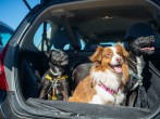Three Dogs on a Car Boot