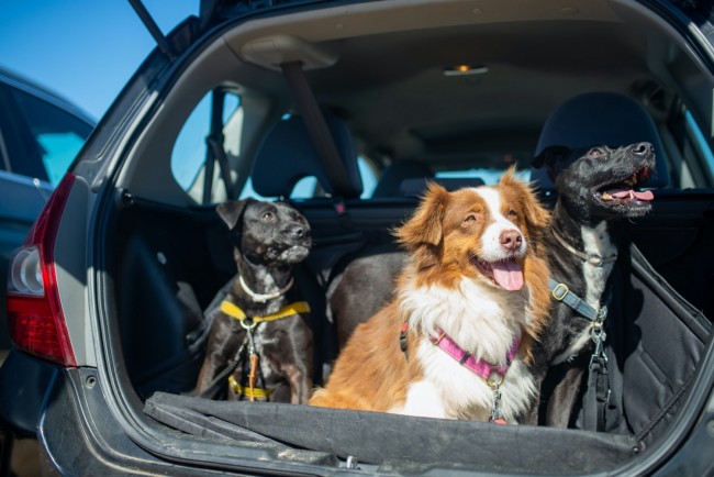 Three Dogs on a Car Boot