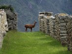Machu Picchu Peru Inca 