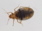  South Korea is Battling a Bedbug Outbreak as Cases Climb