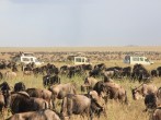 Tips to Keep in Mind When Visiting the Serengeti National Park in Tanzania
