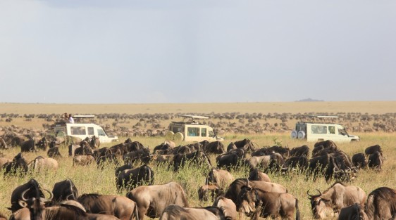 Tips to Keep in Mind When Visiting the Serengeti National Park in Tanzania