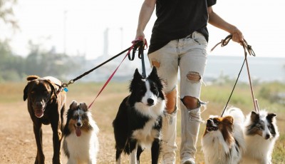 These Are the Pet-Friendly Destinations in Asia If You Want to Travel With Your Furry Friend