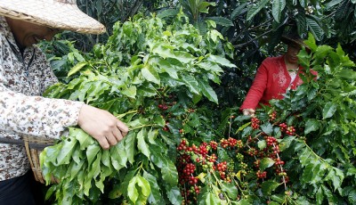 Coffee Harvest Season Under Way In Parts Of China