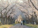 Here's Where and When to Experience Japan Cherry Blossom Season 2024