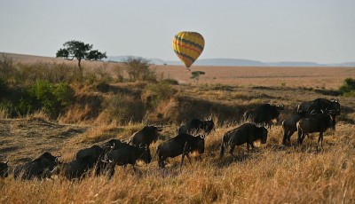 Hot Air Balloon in Masai Mara, Kenya