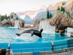 SeaWorld Marks 60th Year with Spectacular New Experiences for Guests
