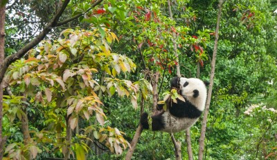 You Should Definitely Visit Chengdu, China If You Want to Meet the Iconic Pandas