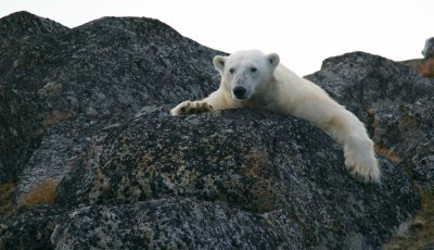 Norway Tightens Tourist Access to Svalbard to Save Arctic Wildlife