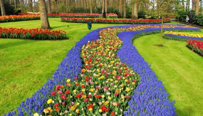 Everything You Need to Know When Visiting Keukenhof Gardens in the Netherlands