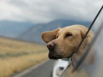 You Should Follow These Travel Tips When Traveling With Your Pet