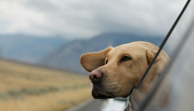 You Should Follow These Travel Tips When Traveling With Your Pet