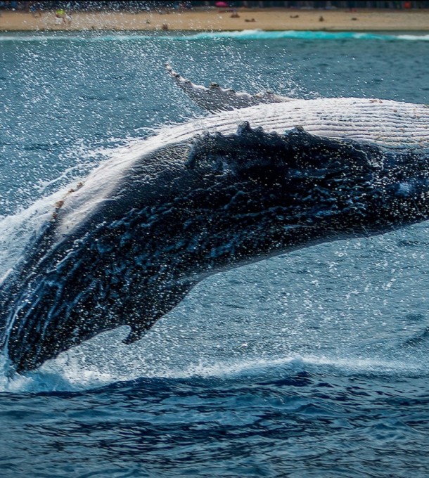 Ride Along with Whales on These Australia's Humpback Highway Must-Sees