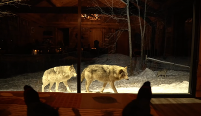 This Canadian Cabin in Quebec Lets You Watch Wolves From the Comforts of Your Bed