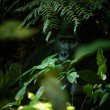 Deep in Bwindi Impenetrable Forest, a mountain gorilla rests in the shade.